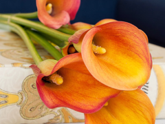 Highlighted image: Calla